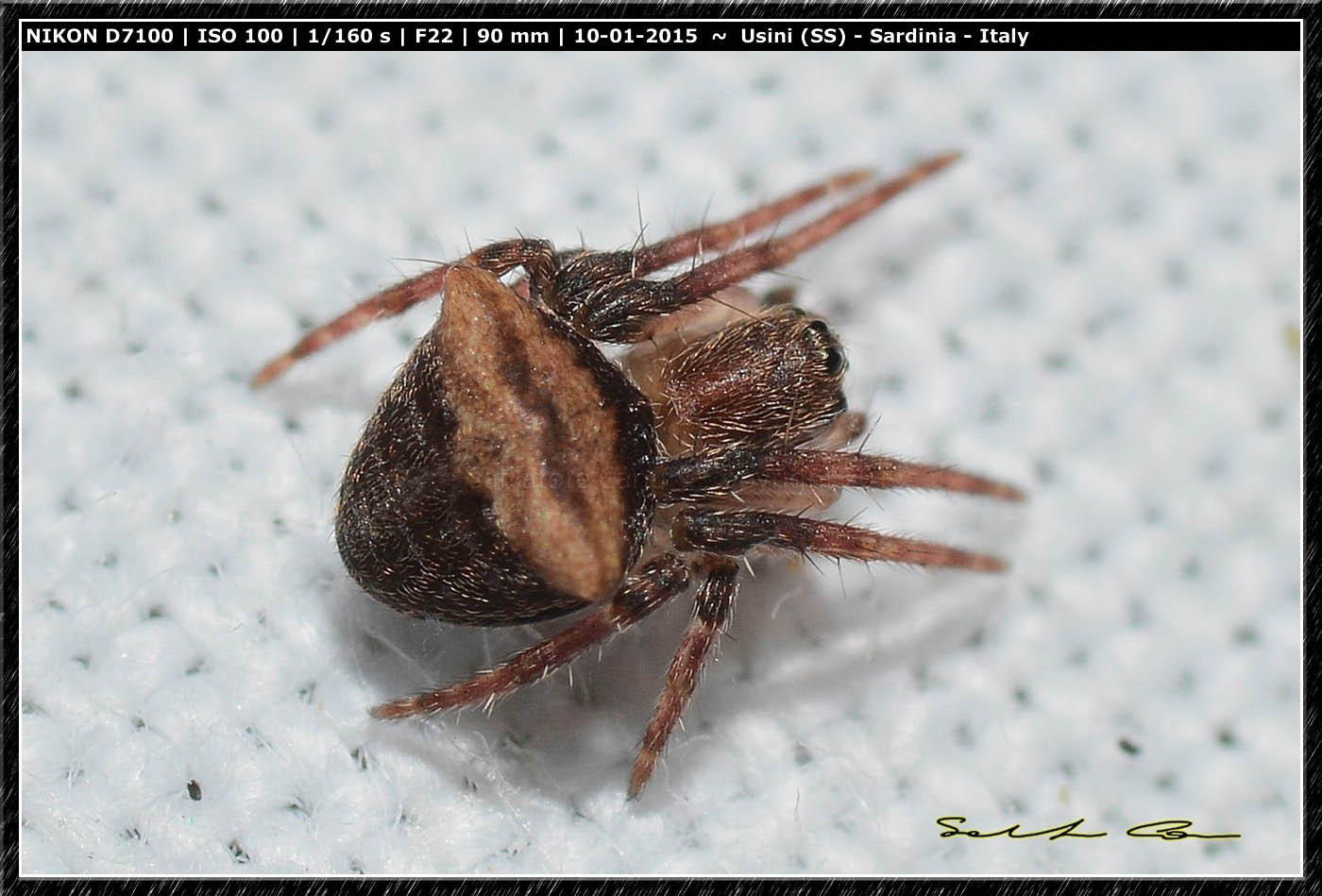 Gibbaranea sp. - Usini (SS)